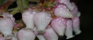 Manzanita flowers in the rain