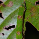 Caterpillar on leaf sm Caterpillar on leaf sm