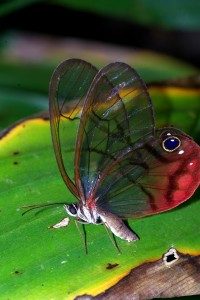 Glass wing La Selva April 2012