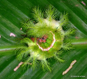 Another caterpillar rolled up into a very uninviting morsel.