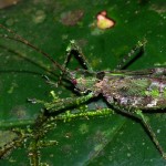 Katydid on leaf Katydid on leaf