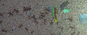 Leaf cutter ants