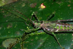 Katydid on leaf