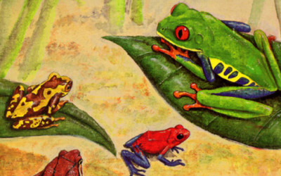 Common Amphibians of Costa Rica by David Norman